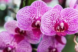 Bagaimana Merawat Anggrek Bulan yang Baru Dibeli agar Tumbuh Sehat dan Subur