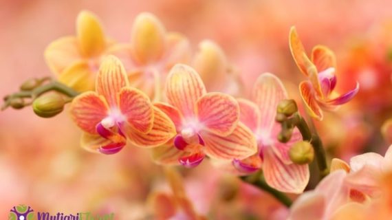 Bunga Anggrek Bulan Pesona Elegan yang Tak Lekang oleh Waktu
