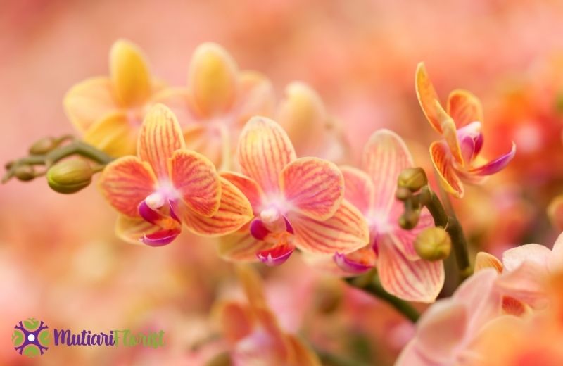 Bunga Anggrek Bulan Pesona Elegan yang Tak Lekang oleh Waktu