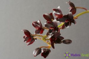 Inspirasi Hampers Anggrek Bulan Eksklusif & Perawatan Anggrek Hitam yang Memukau