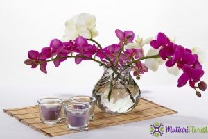 Tips Memilih dan Merawat Hampers Anggrek Bulan agar Tetap Indah dan Tahan Lama