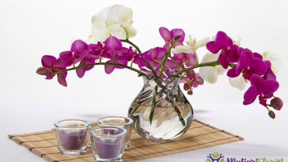 Tips Memilih dan Merawat Hampers Anggrek Bulan agar Tetap Indah dan Tahan Lama