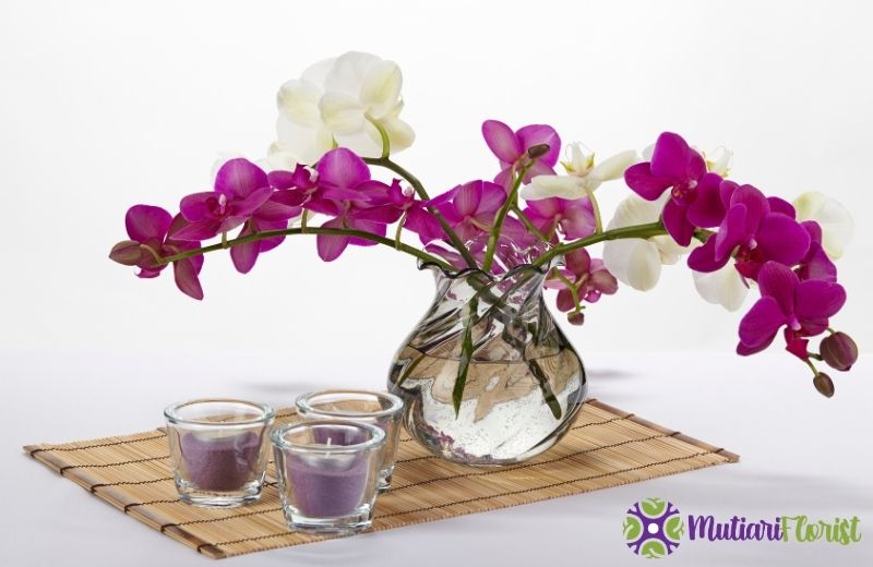 Tips Memilih dan Merawat Hampers Anggrek Bulan agar Tetap Indah dan Tahan Lama